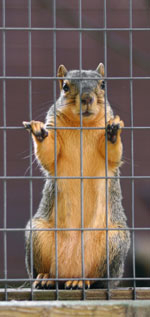 trapped squirrel
